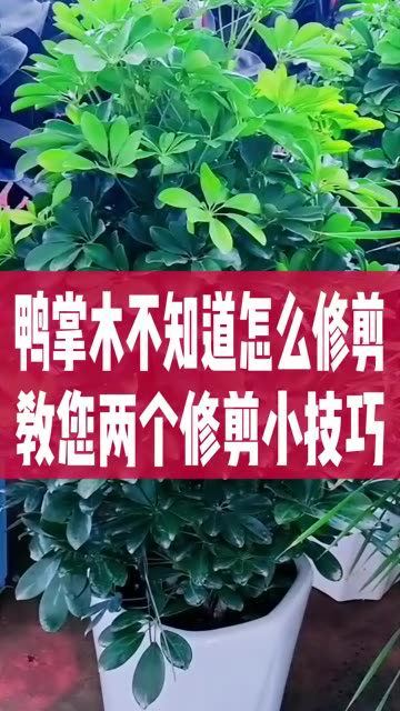鸭掌木不知道该怎么修剪,教您两个修剪小技巧