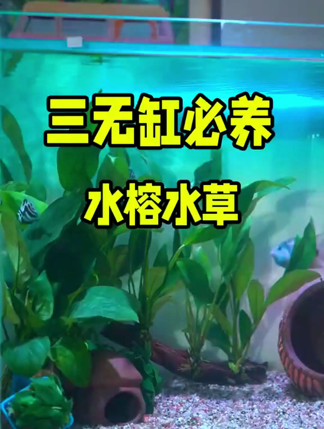 不知道鱼缸里养些什么水草?那就试试养鱼达人都在推荐的水草吧!