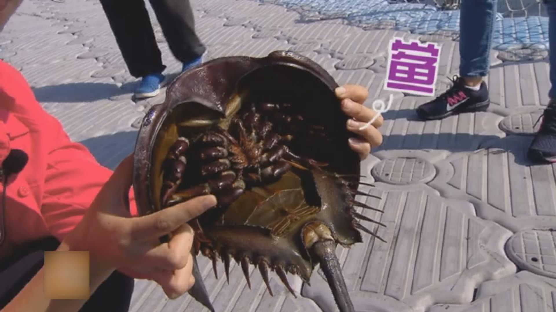 “海底鸳鸯”鲎到底是什么鱼?神秘的盔甲鱼!