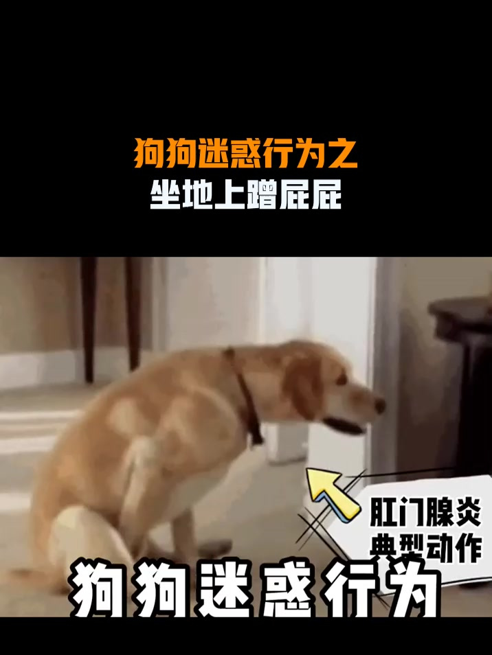 狗狗迷惑行为之,坐地上蹭屁屁