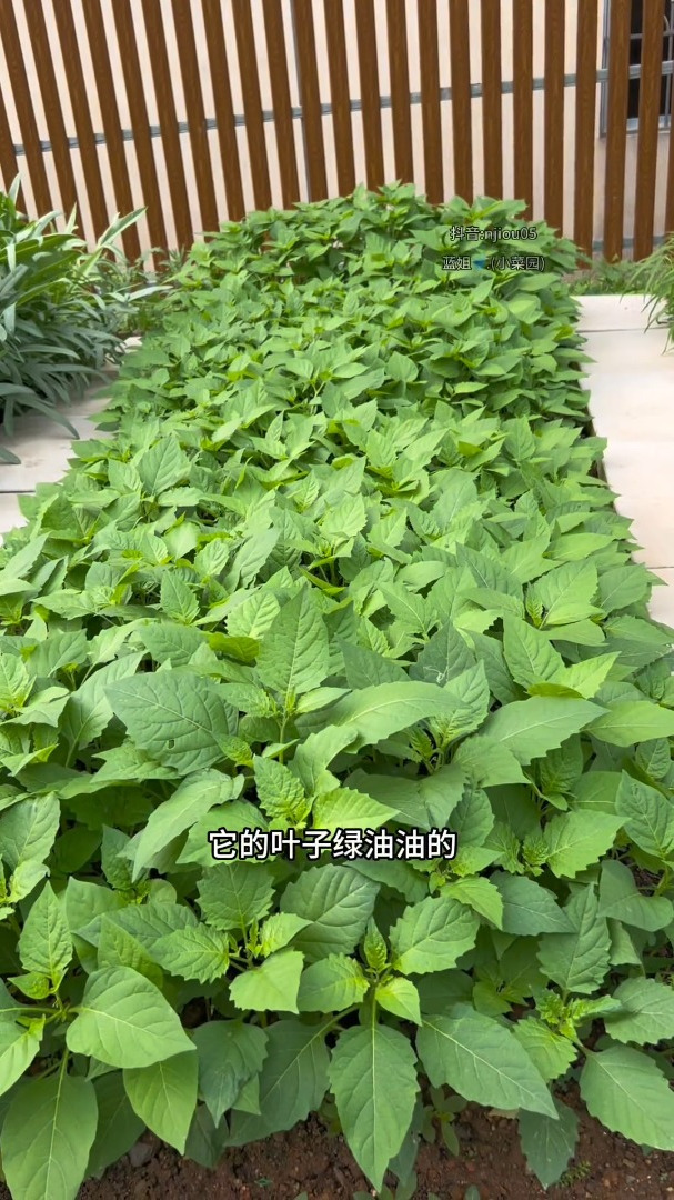 白花菜学名叫龙葵,你吃过了吗?