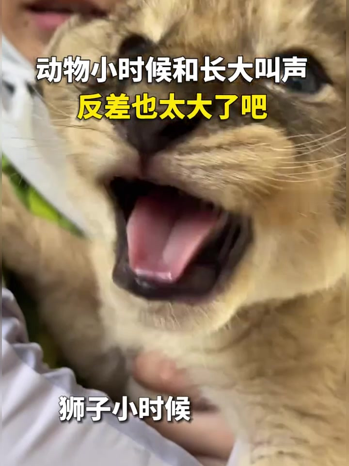 动物小时候和长大叫声,反差也太大了吧!