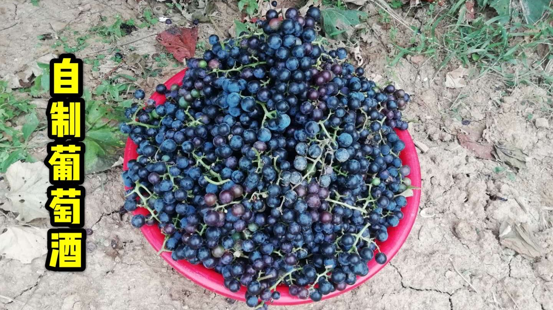 自家院子里的葡萄丰收了,大连大叔用它来做葡萄酒,实在太美味了
