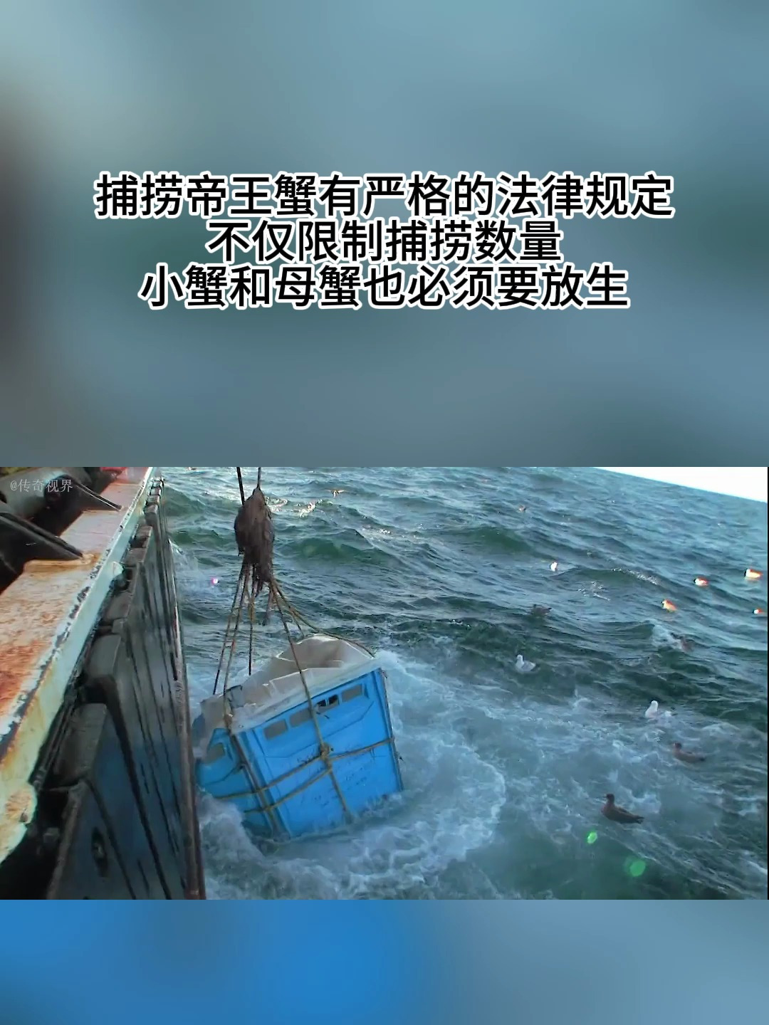 捕捞帝王蟹有严格的法律规定 不仅限制捕捞数量