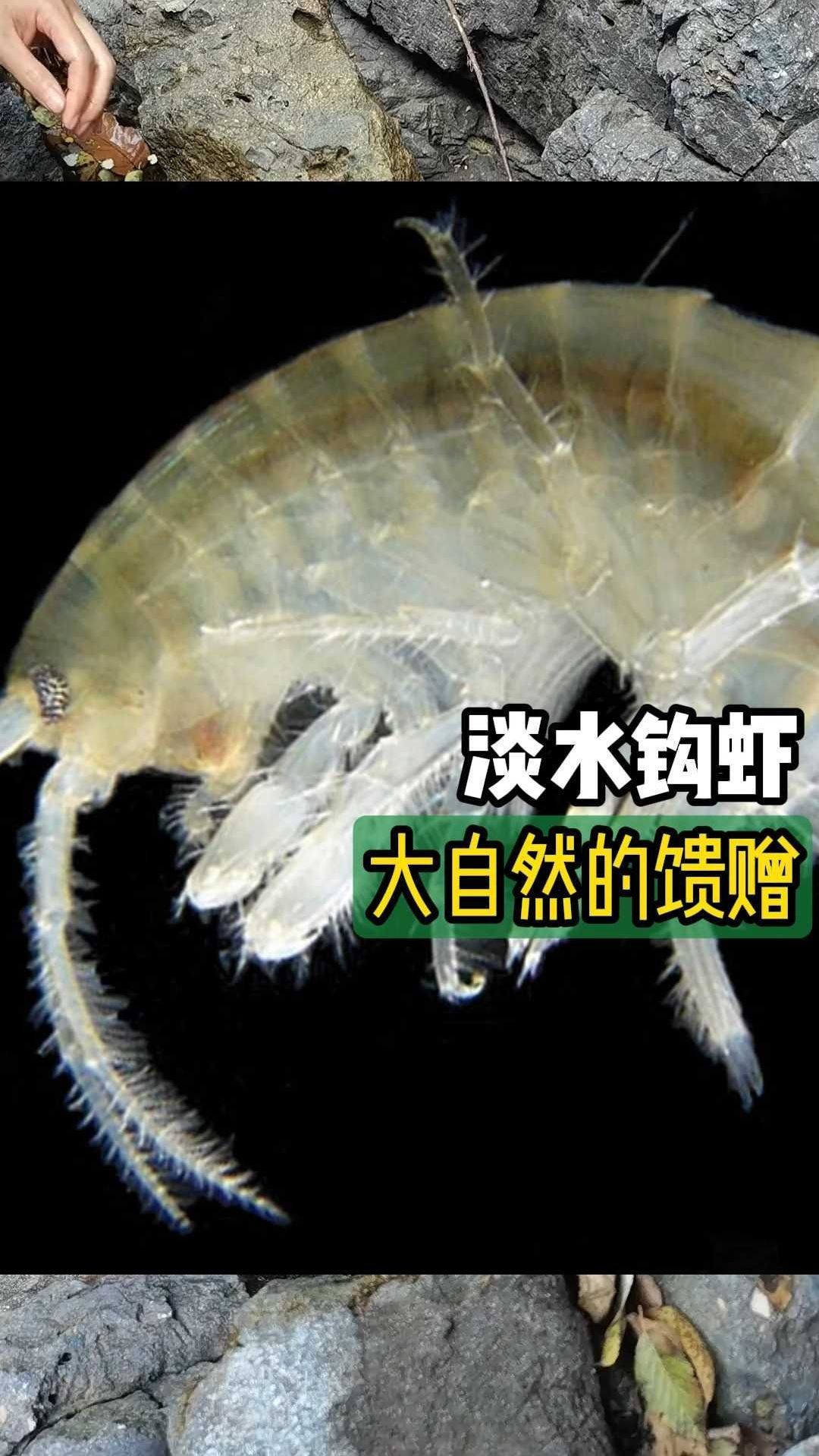 淡水钩虾并不是真正的虾,而是属于端足目动物的一种甲壳类动物