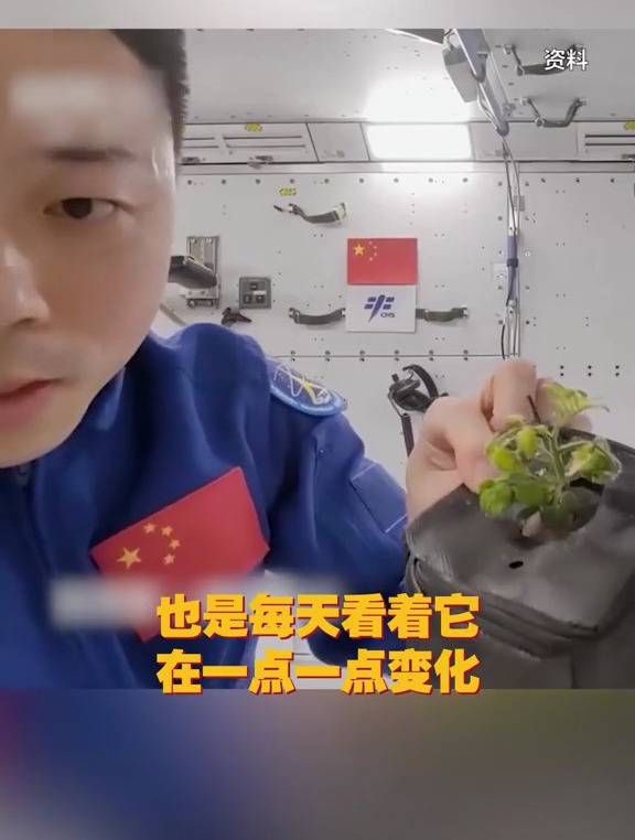 神十四乘组在太空种的菜被吃了