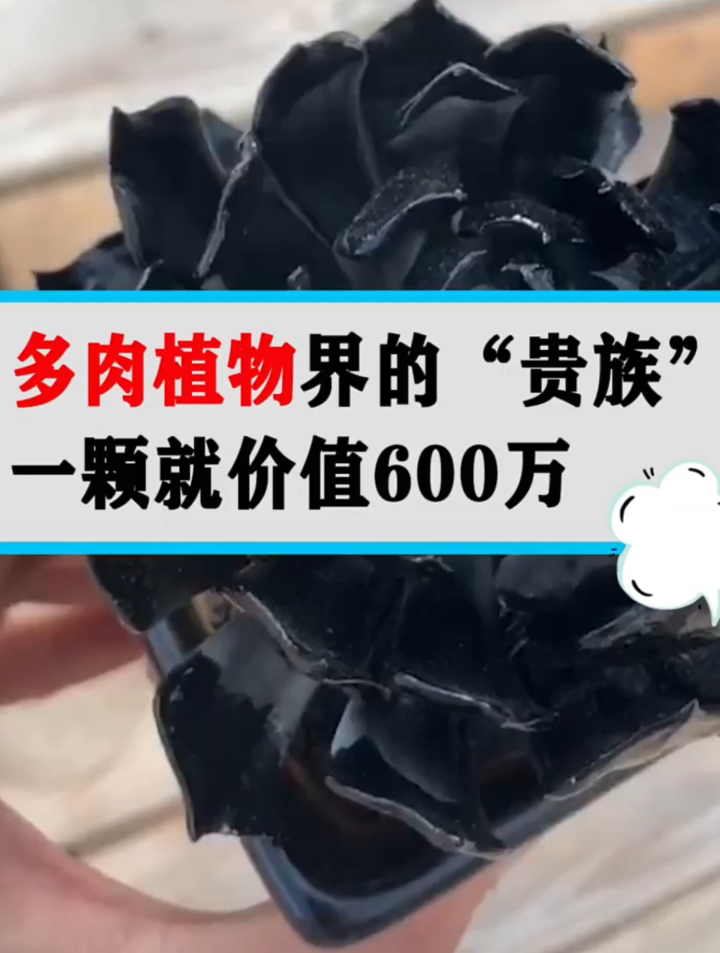 多肉植物界的“贵族”是什么品种?一颗就价值600万,可以买套房