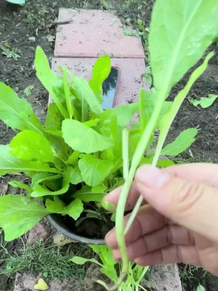 闺蜜菜地野生了很多芥菜苗拿来给我种,我就在菜地里种了三棵芥菜