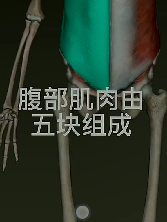 腹部肌肉由五块组成