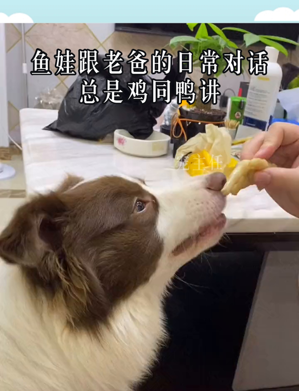 鱼娃跟老爸的日常对话,总是鸡同鸭讲