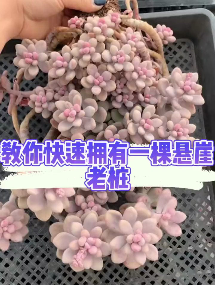简单一招,多肉徒长变悬崖老桩