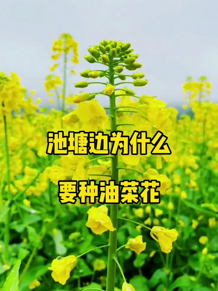 你知道池塘边种油菜了的好处吗?分享水产养殖技术