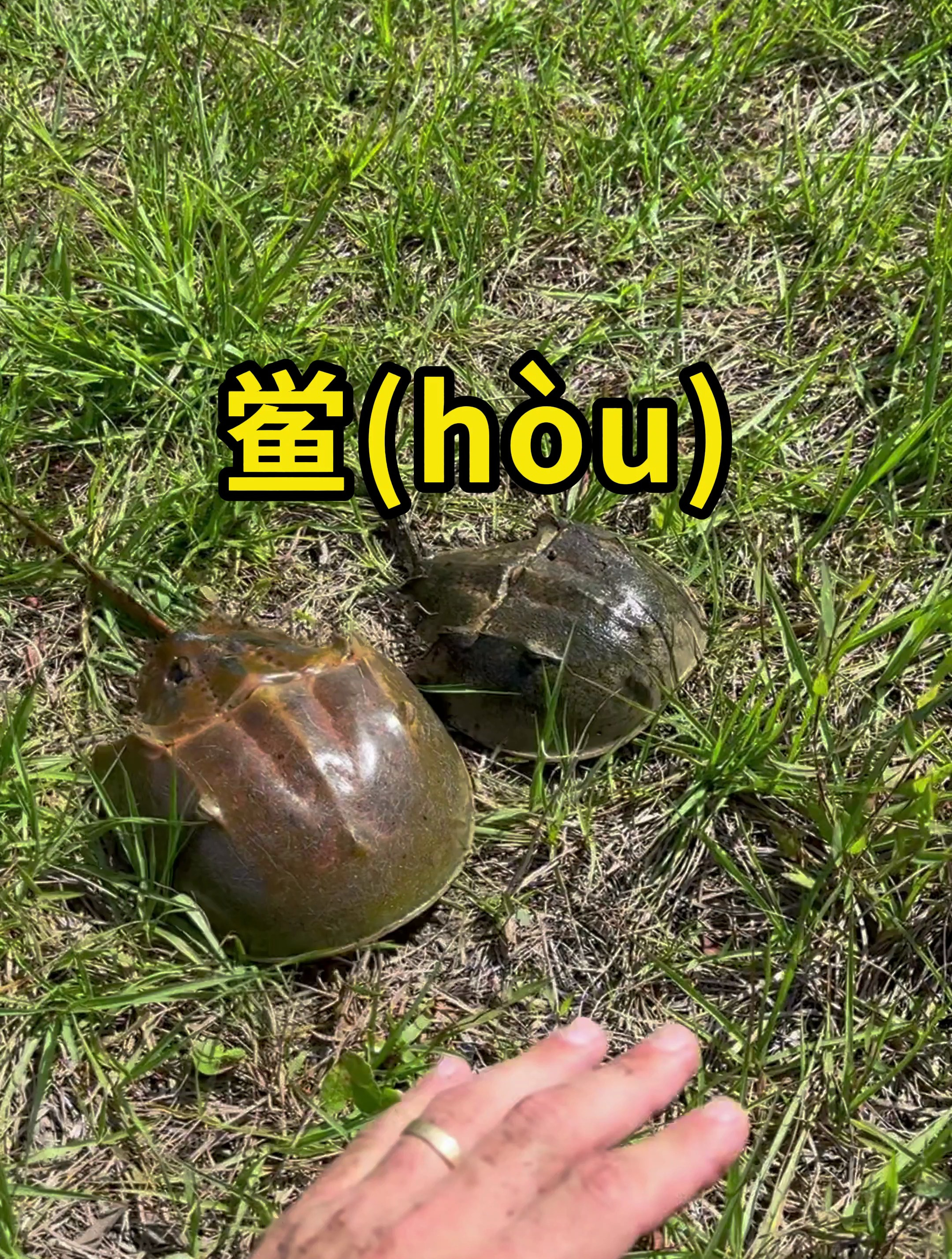 鲎,一种古老的海洋生物!