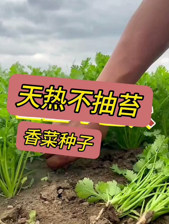 高温耐热速生香菜种子,好种植管理简单,家庭阳台小院都可种植!