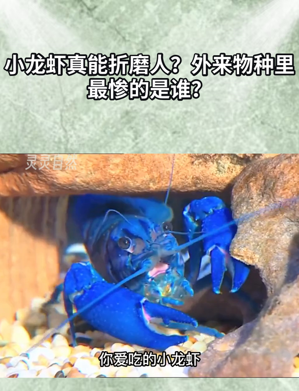 小龙虾真能折磨人?外来物种里最惨的是谁?