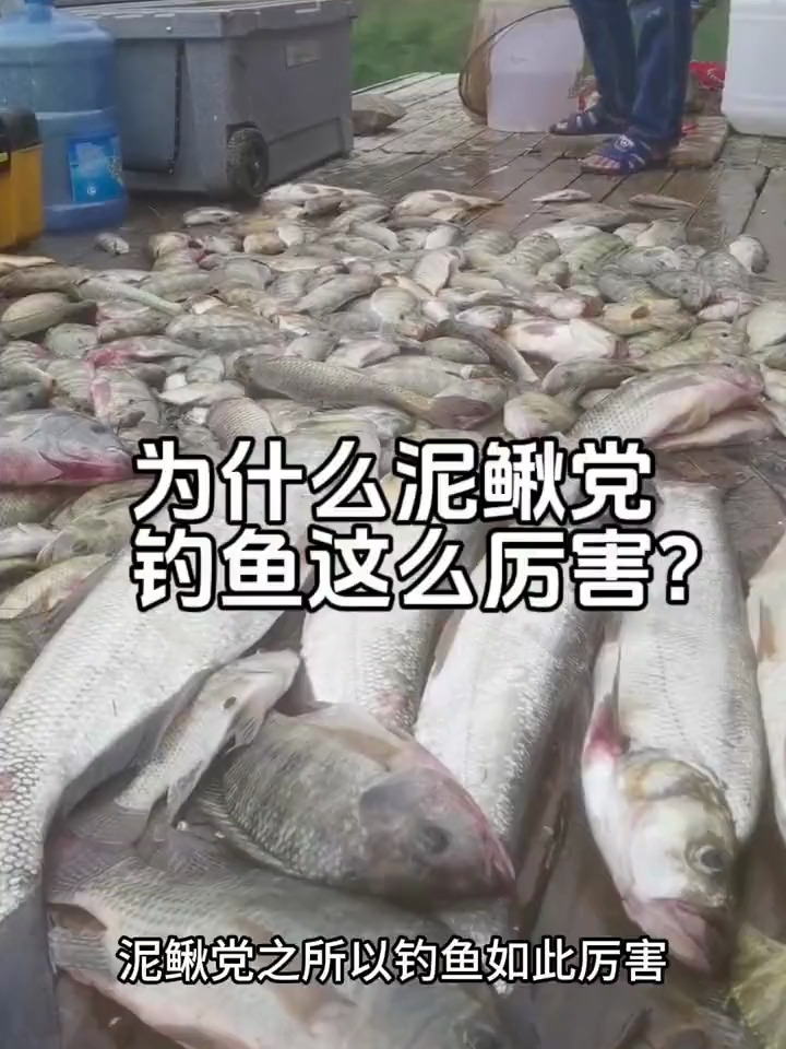 为什么泥鳅党钓鱼这么厉害?这其中的缘由大多数人都不知道!