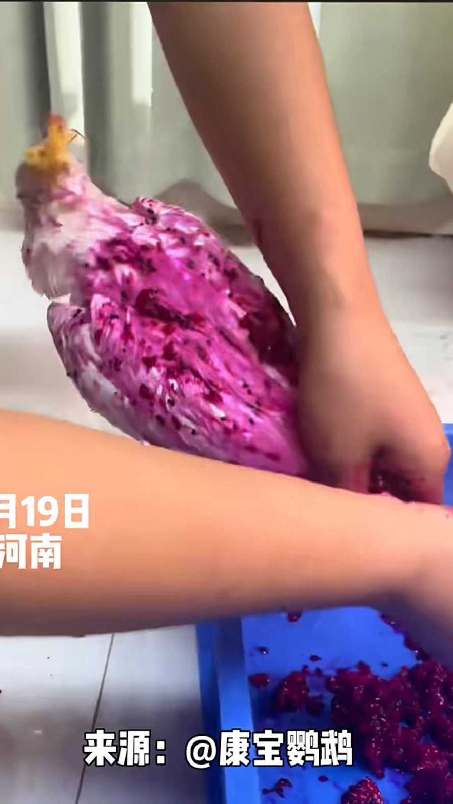 网友用红心火龙果给鹦鹉染色