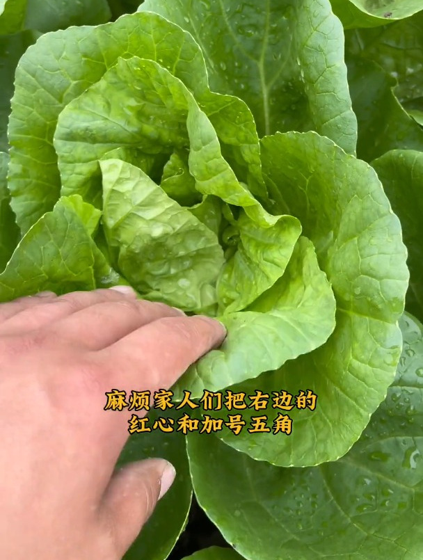 大白菜常见病毒及解决方案