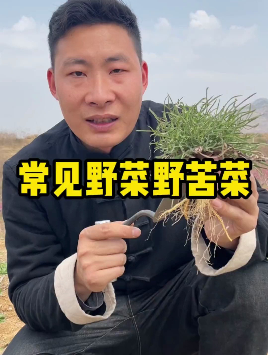 农村的常见野菜——野苦菜,以为味道特别苦,而不被大家接受