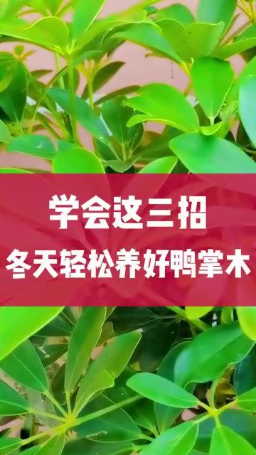 学会这三招,冬天轻松养好鸭掌木