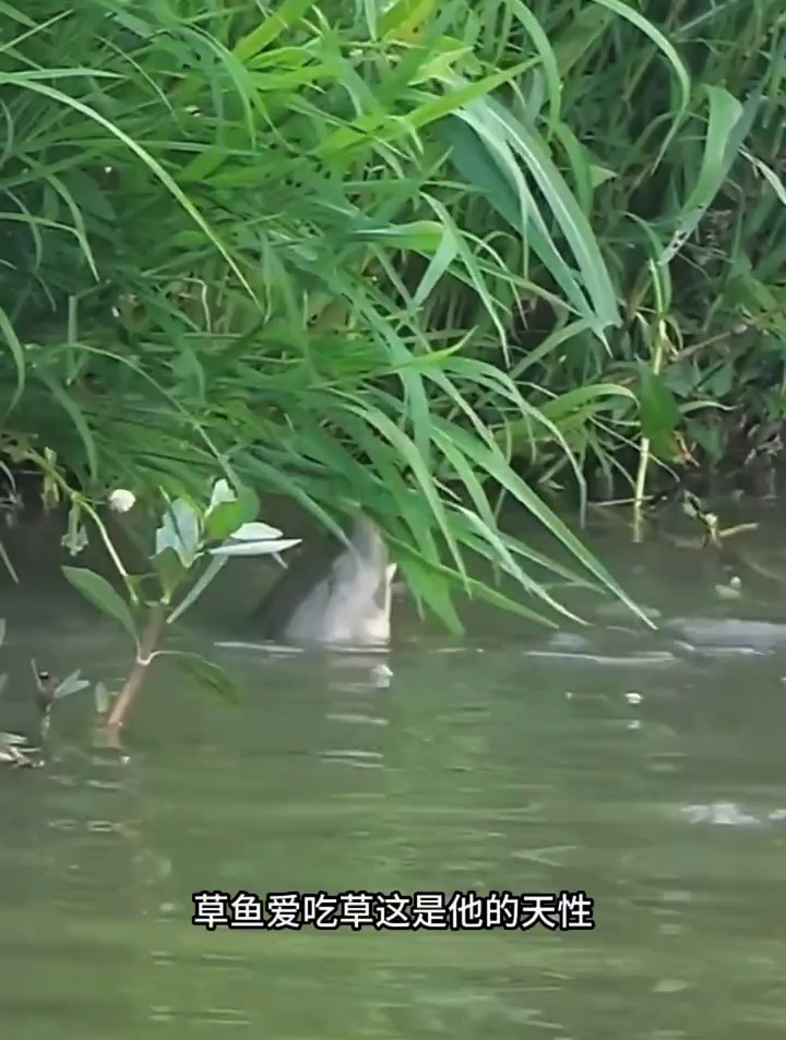 你知道草鱼喜欢吃什么草吗?草鱼饵料,爆护饵料,自制饵料