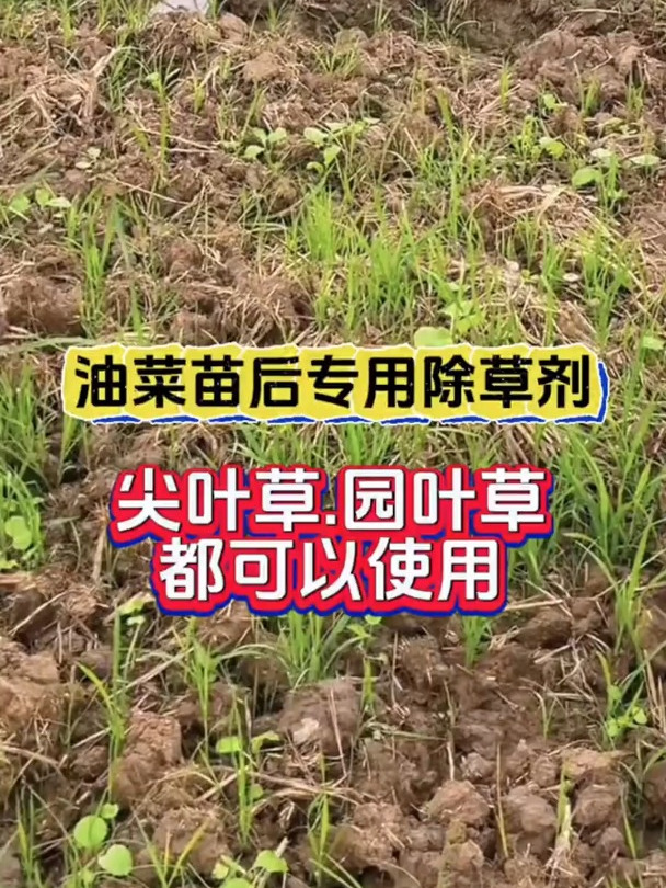 油菜田苗后专用除草剂,全田喷雾.和阔双除,封闭未出土的杂草
