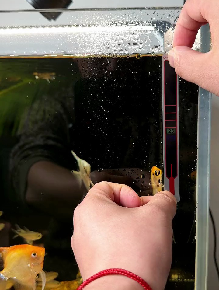 鱼缸温度计哪个好用?可以试试贴片的,不占地方还方便!