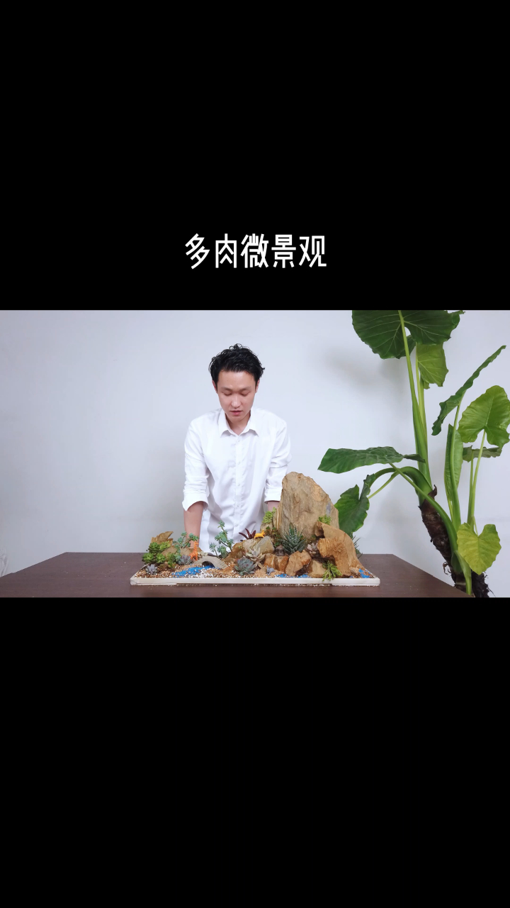多肉植物微景观设计