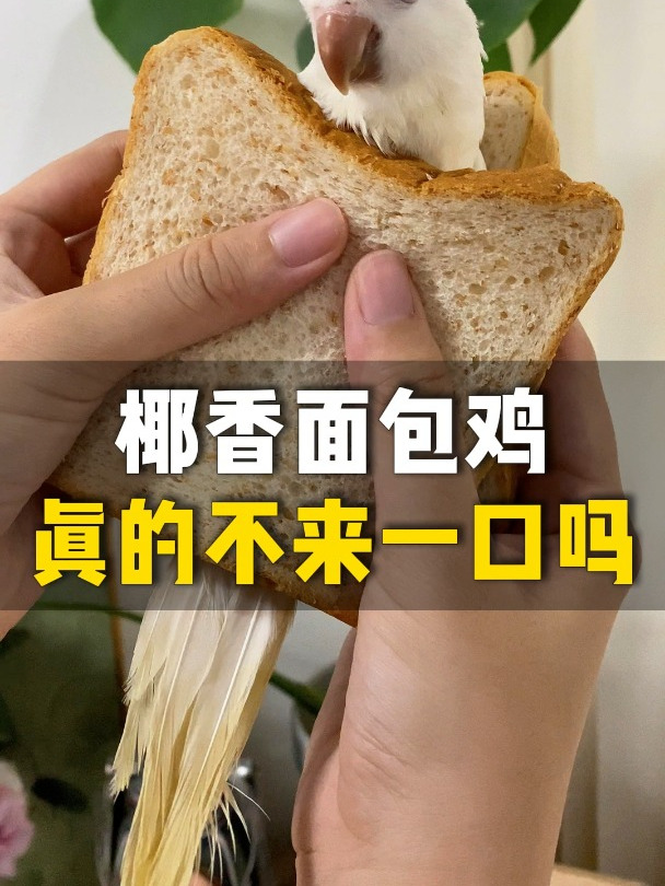 椰香面包鸡,真的不来一口吗。F