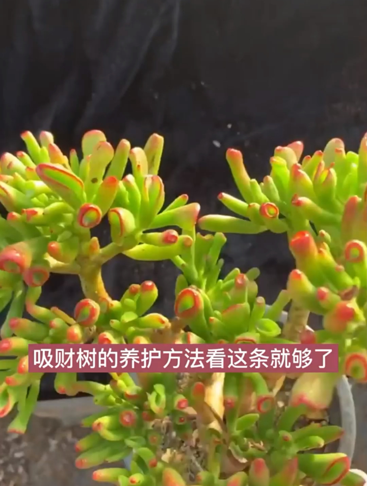 如何才能养好多肉吸财树呢?分享多肉养护小常识,看完记得点赞哦