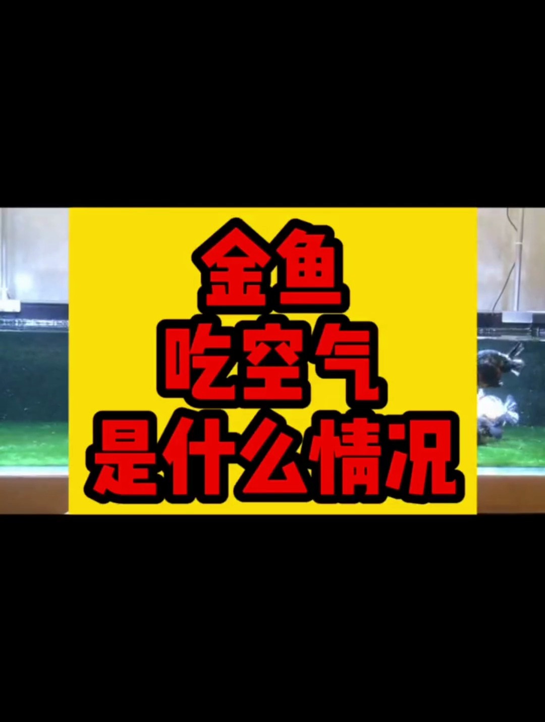 金鱼吃空气是什么情况