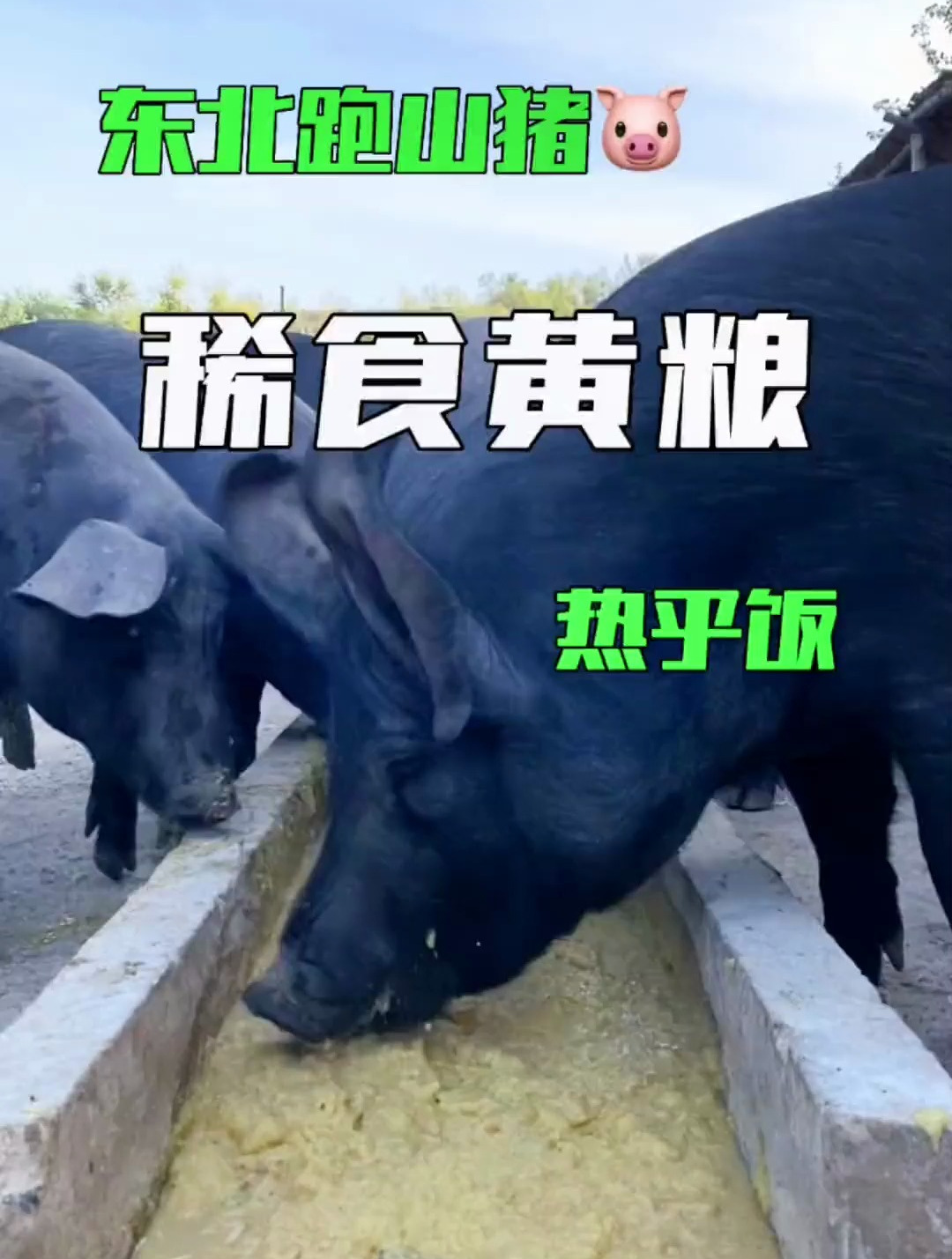 老辈就是这样养猪的,现在市场上的猪肉不好吃是这个原因