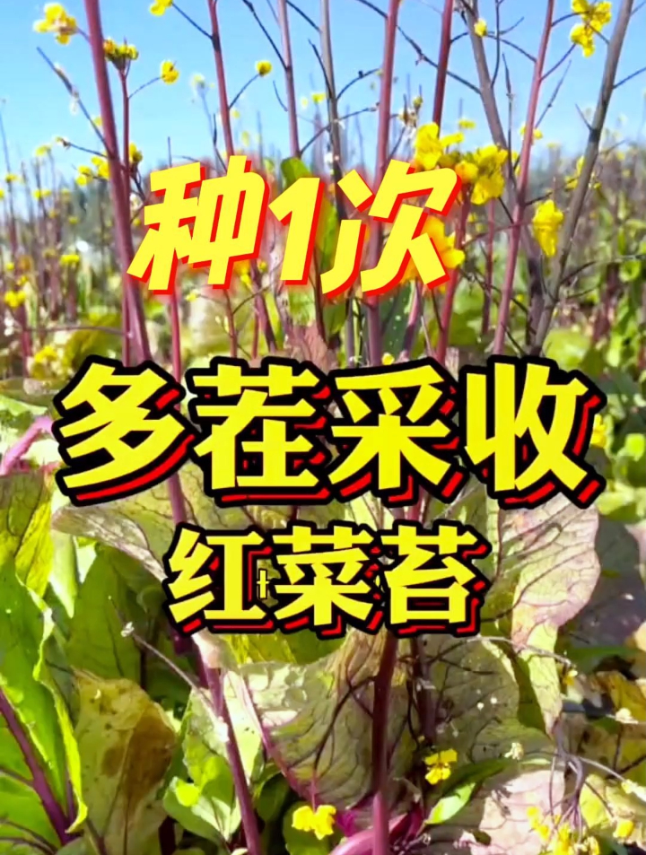红菜苔如何种能高产,从播种到采收都有技巧,做对了能吃整个冬天