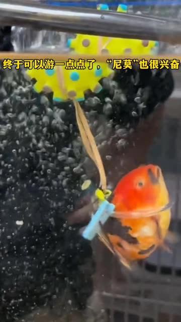 尼莫小鱼的鳍翼之梦:小姐姐巧手制鱼轮椅,让它自由遨游!