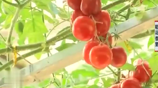 西红柿树不用土壤 用深液流的栽培模式种植 产量能达到六千斤