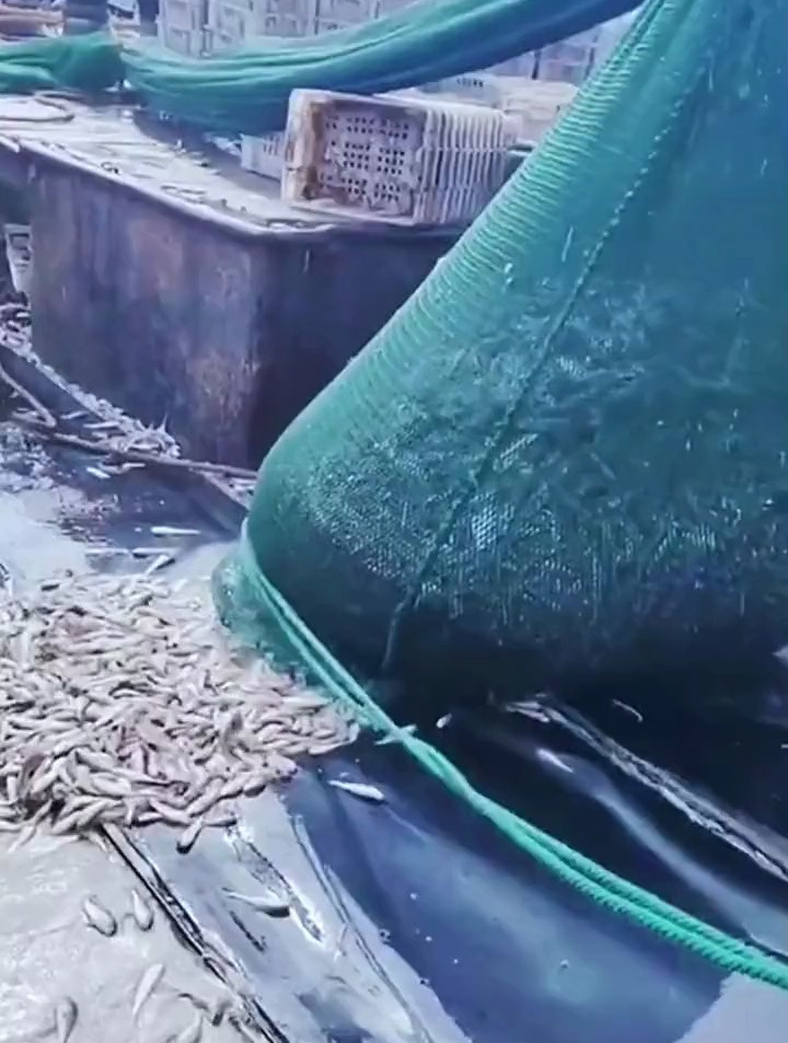 阿曼渔民晒鱼干的方法特别简单