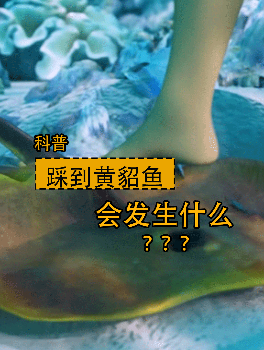 如果不小心踩到黄貂鱼,会发生什么?蜗牛卵居然可以在人体内孵化