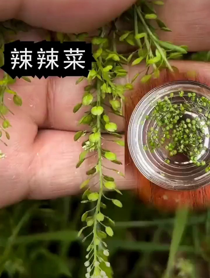 辣辣菜,其实并不辣,泡茶特别香,长得有点像花