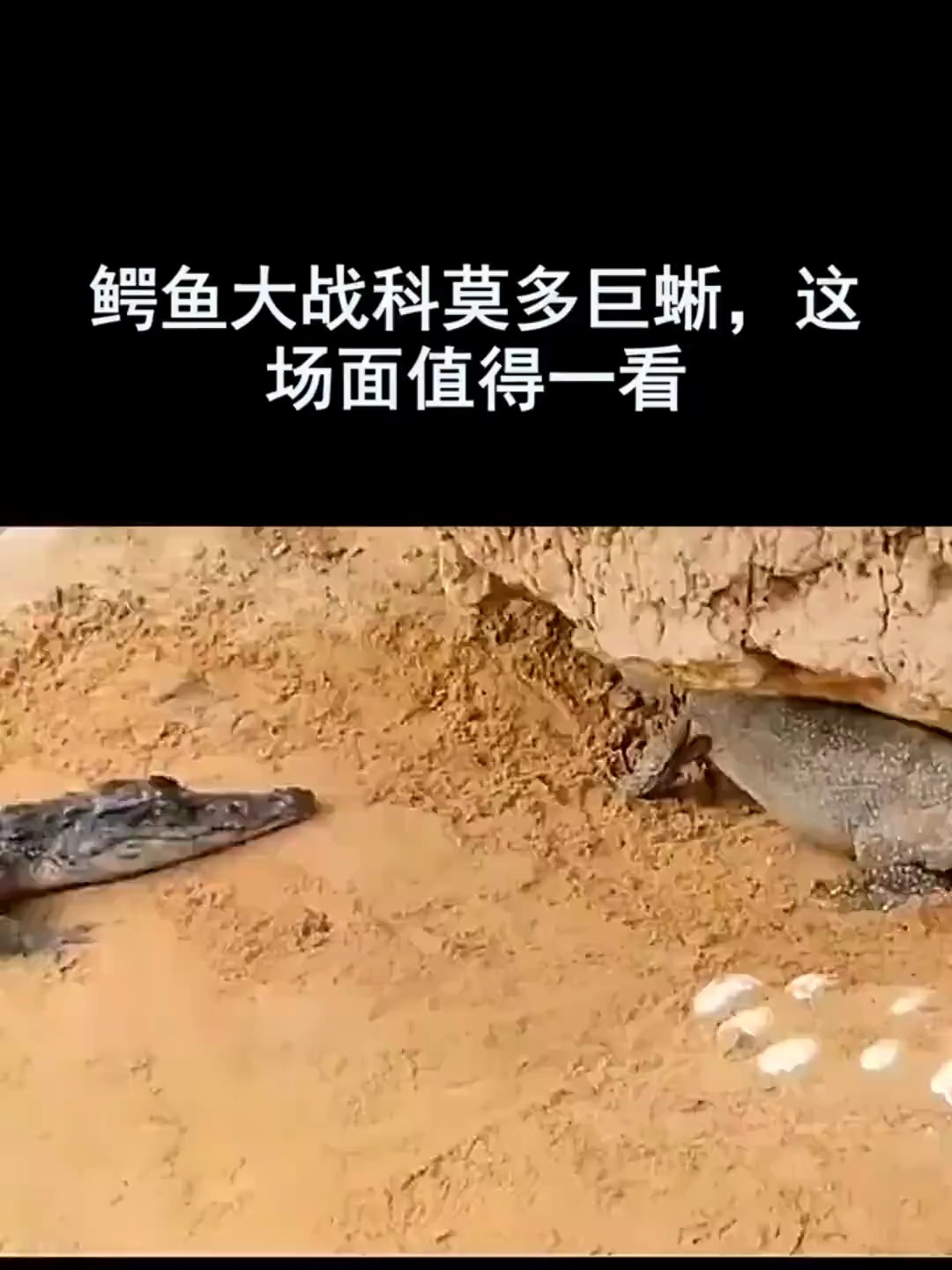 鳄鱼大战科莫多巨蜥,这场面值得一看