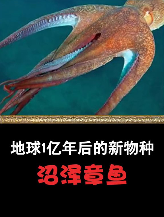 能在陆地上行走、活4天的章鱼将会出现吗?新物种 沼泽章鱼