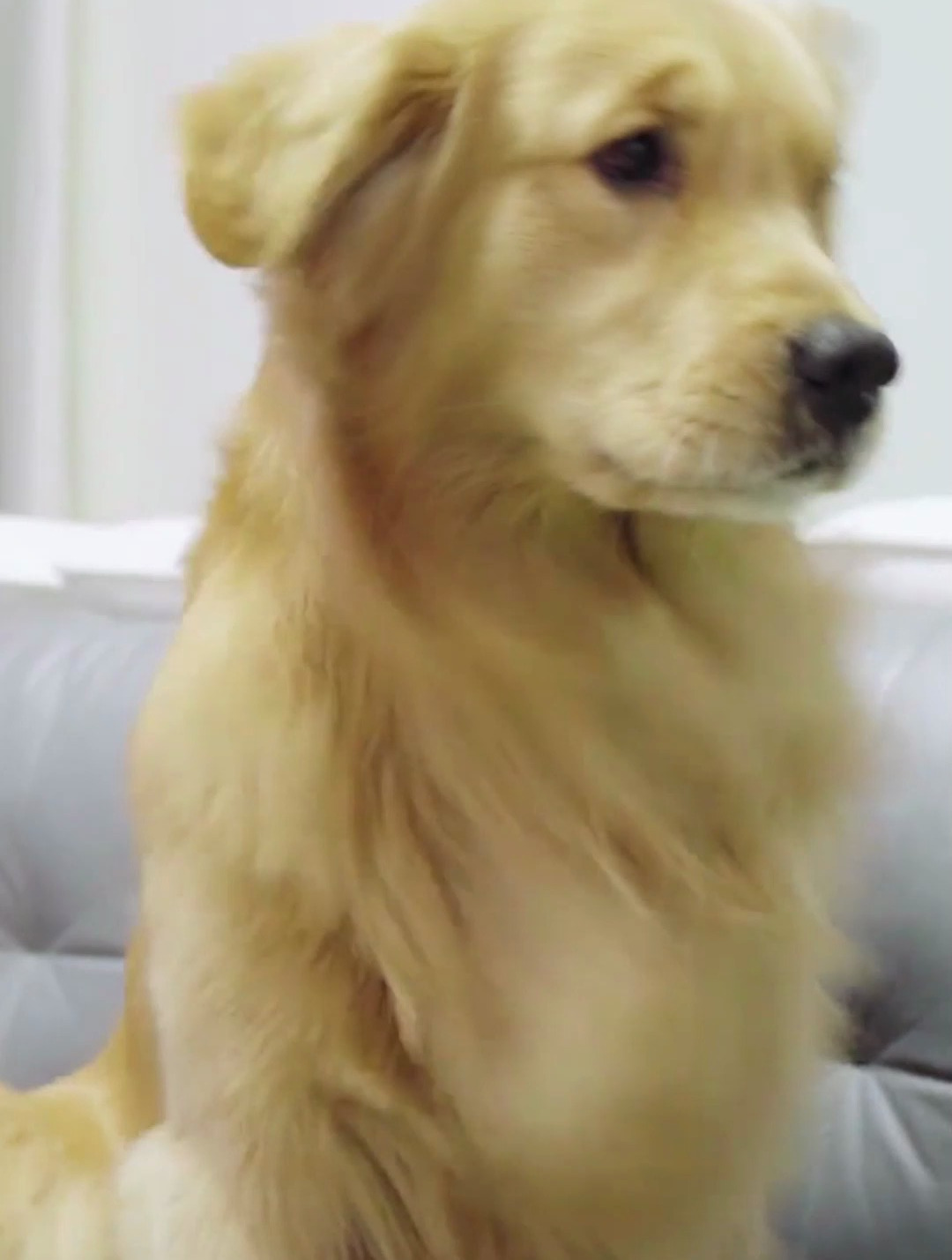 萌娃和狗狗团伙作案偷吃蛋糕看到最后发现路虎也太无辜了