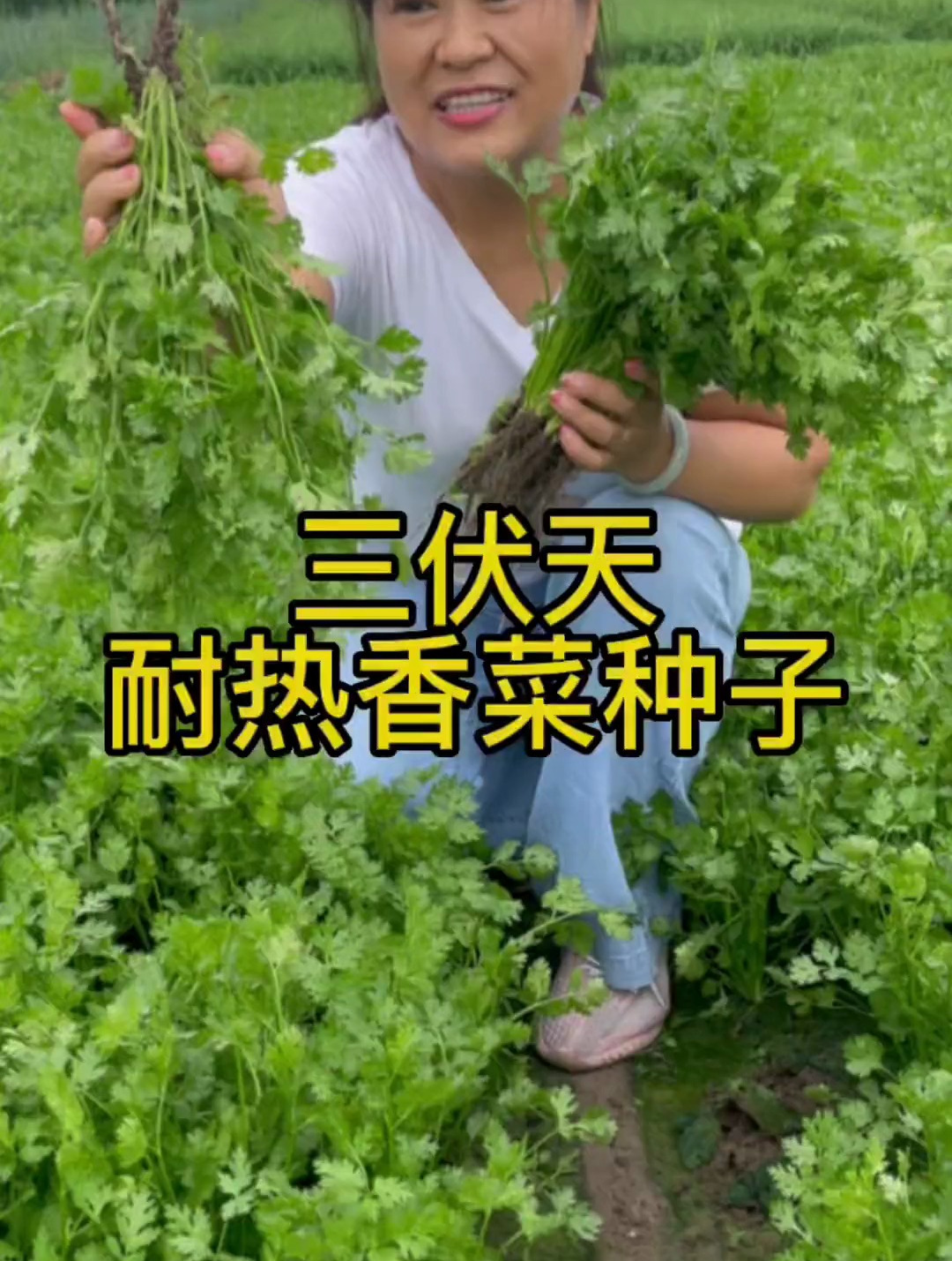 三伏天也能种的香菜种子,大田小院均可种植
