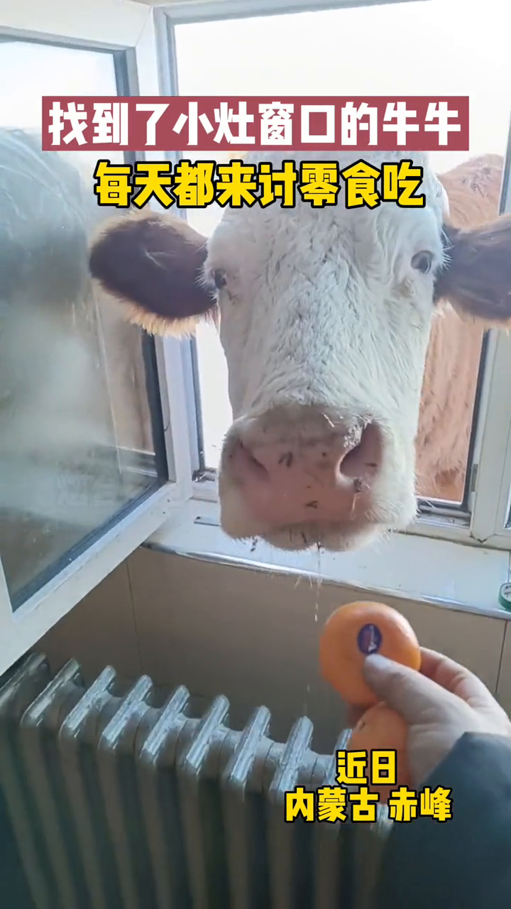 牛:牛肉香肠?二舅的味道