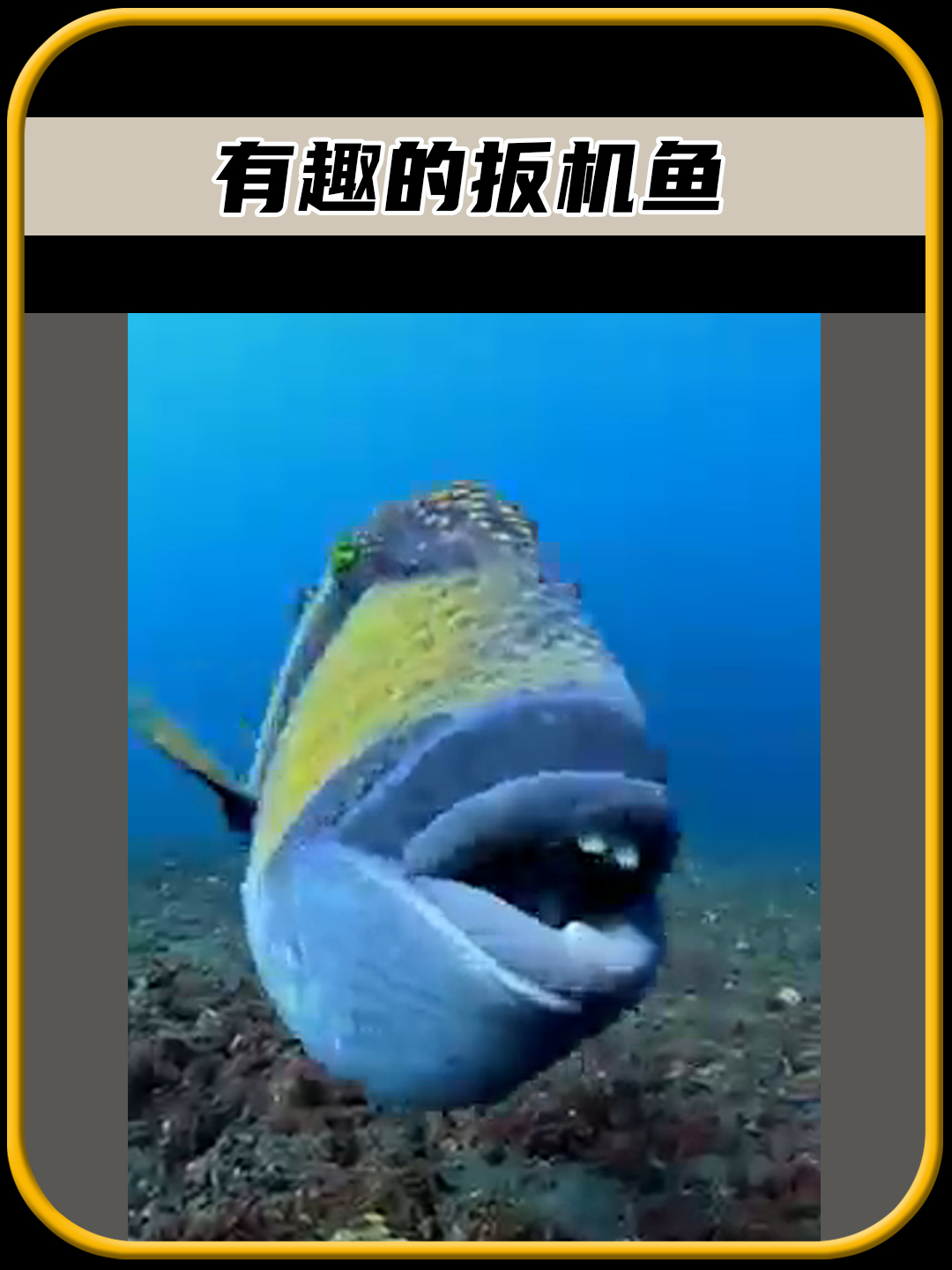 有趣的扳机鱼,它有着厚厚的嘴唇和牙齿,太有趣了