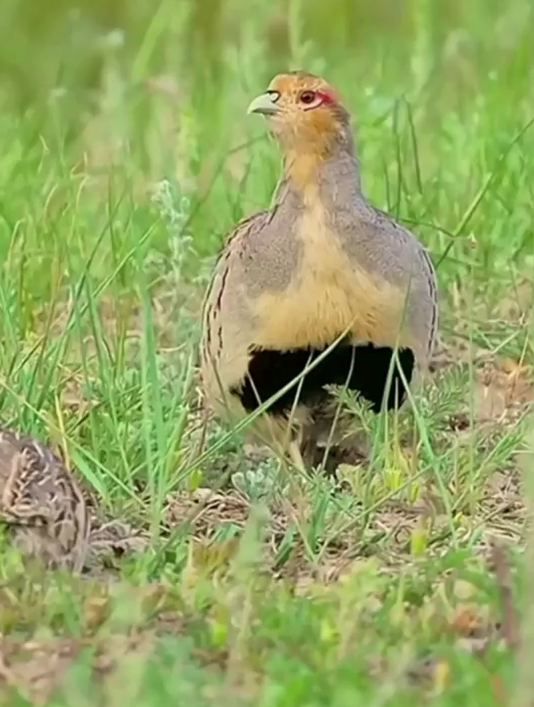 沙半鸡多成家族活动,领地意识强
