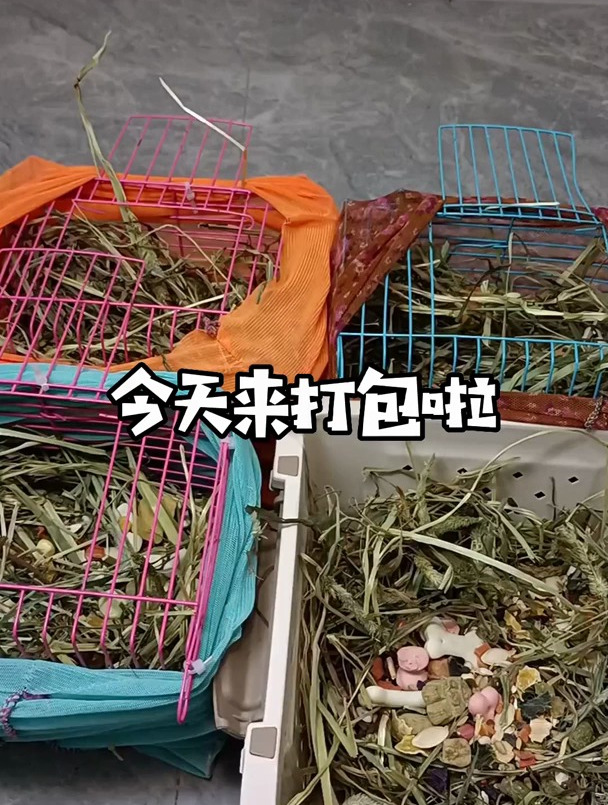 金丝熊日常 熊熊还有一窝,需要来找我噢杨 欢安格鲁貂看这里
