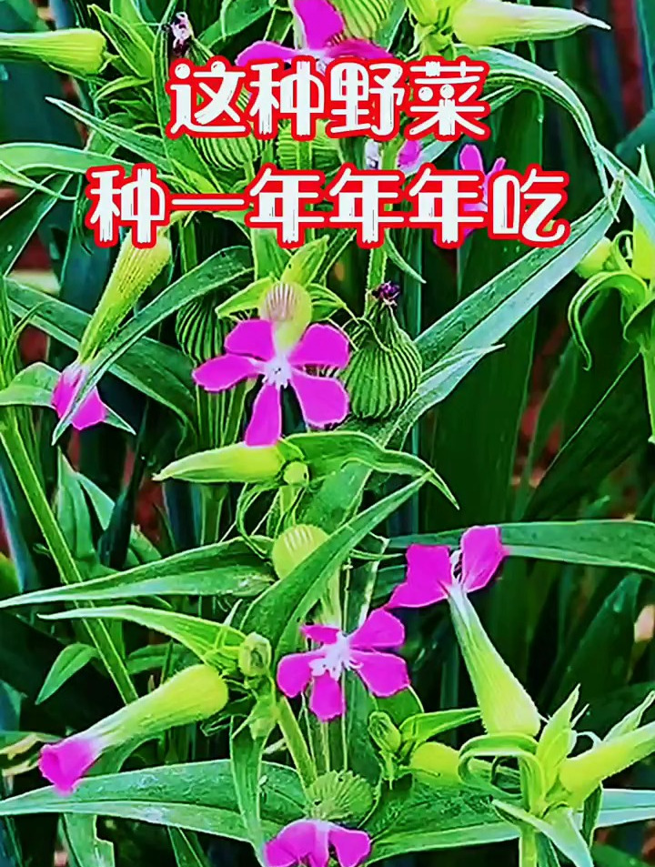这种野菜种一年年年吃