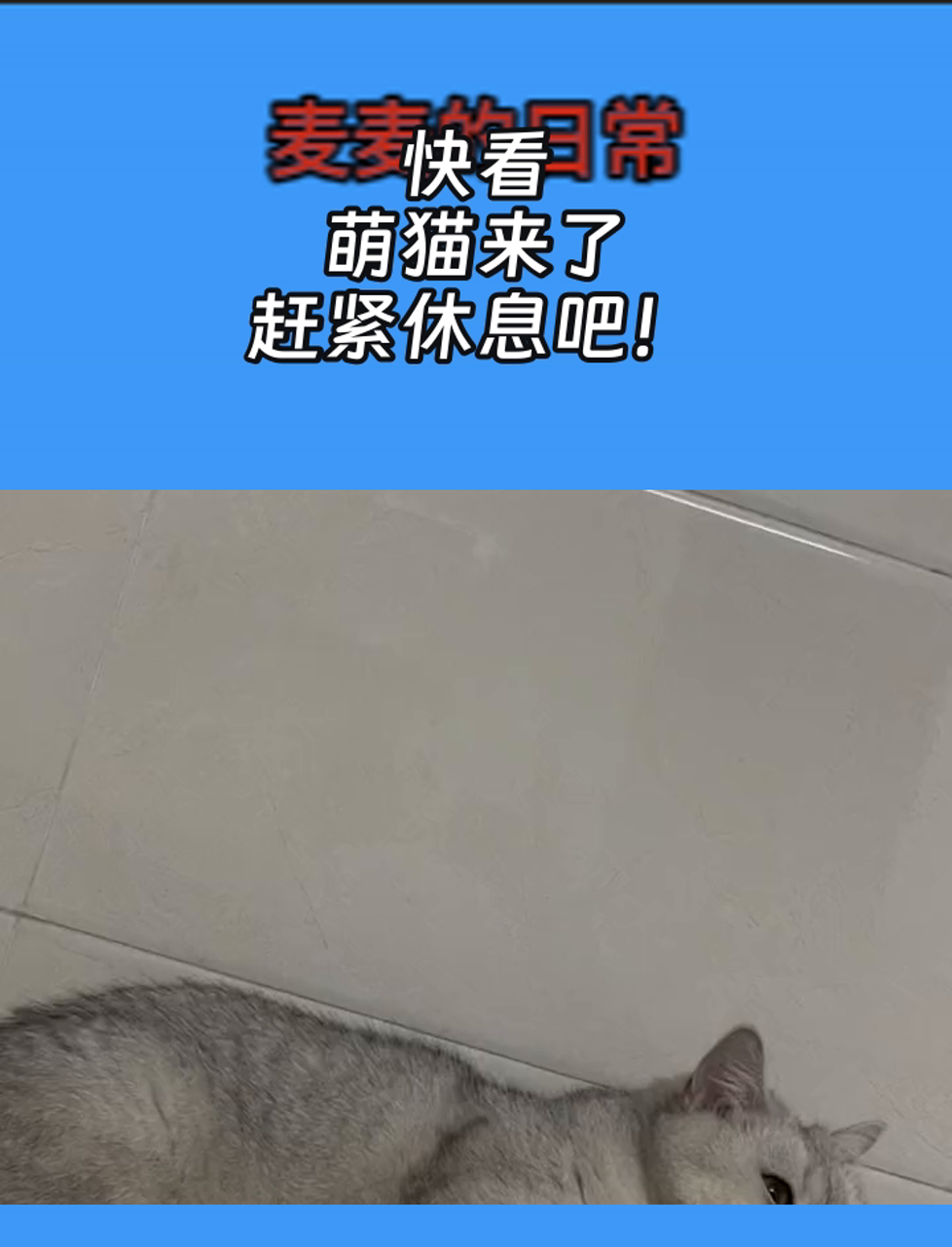 快看,萌猫来了,赶紧休息吧!