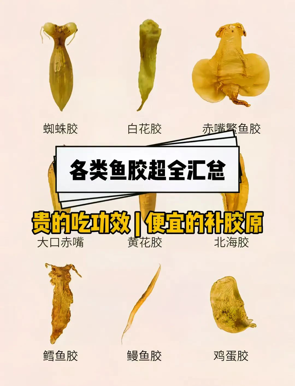 潮汕滋补天花板!赤嘴鳘鱼胶,花胶界的 “养生珍品”