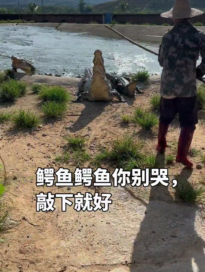 鳄鱼饿了我来喂,敲下鳄鱼头发发泄!